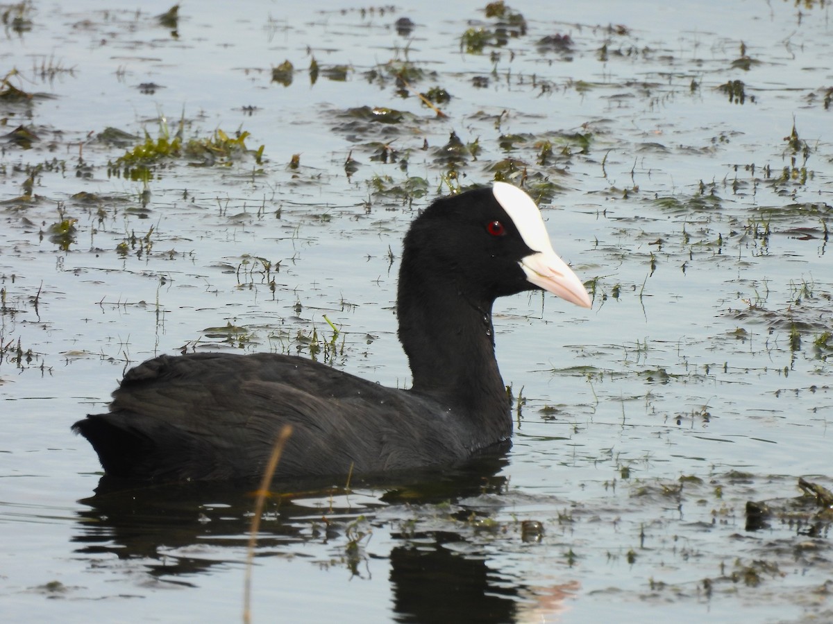 Eurasian Coot - Kavinezhilan Manikandan
