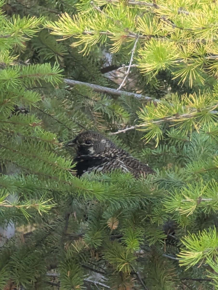 Spruce Grouse - ML642800145