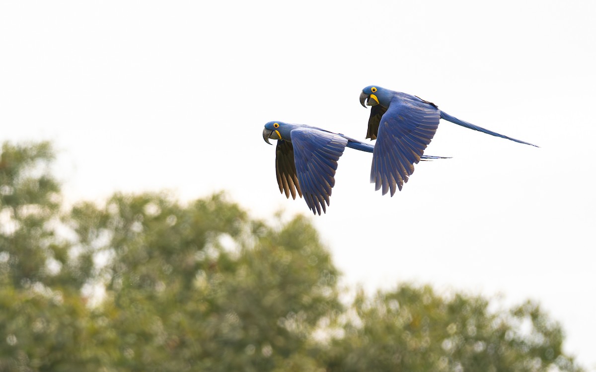 Hyacinth Macaw - ML642800152