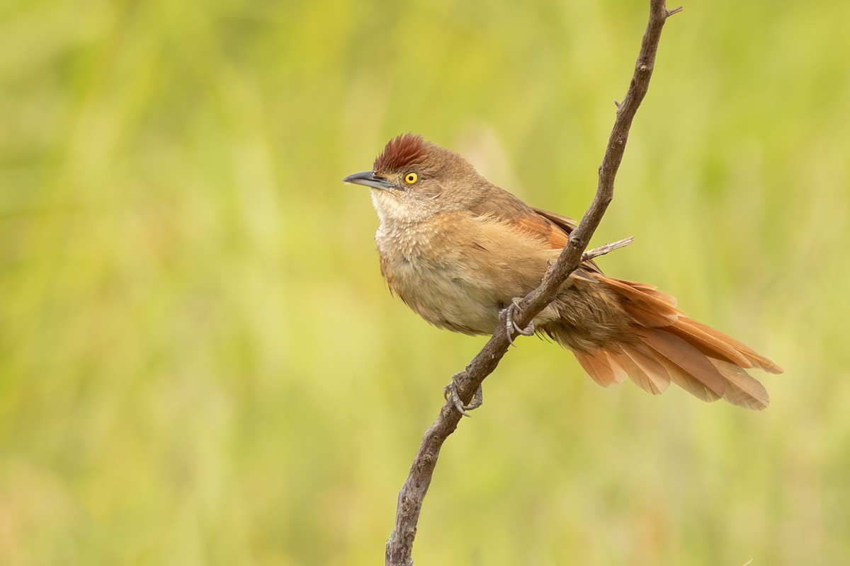 Greater Thornbird - ML642800153