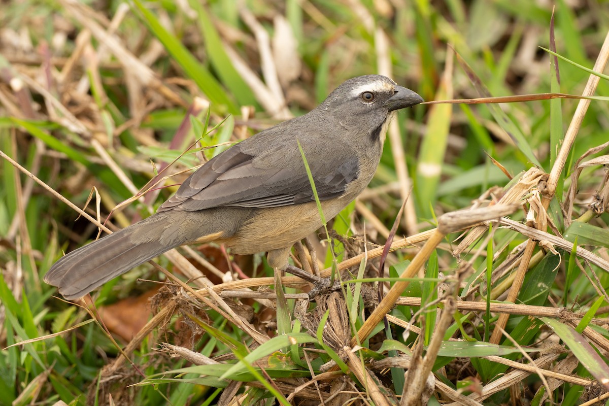 Bluish-gray Saltator - ML642800161