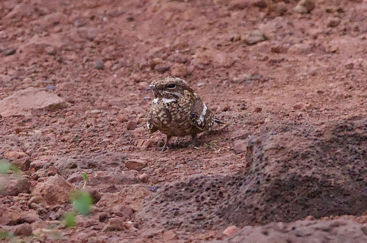 Slender-tailed Nightjar - ML642800178