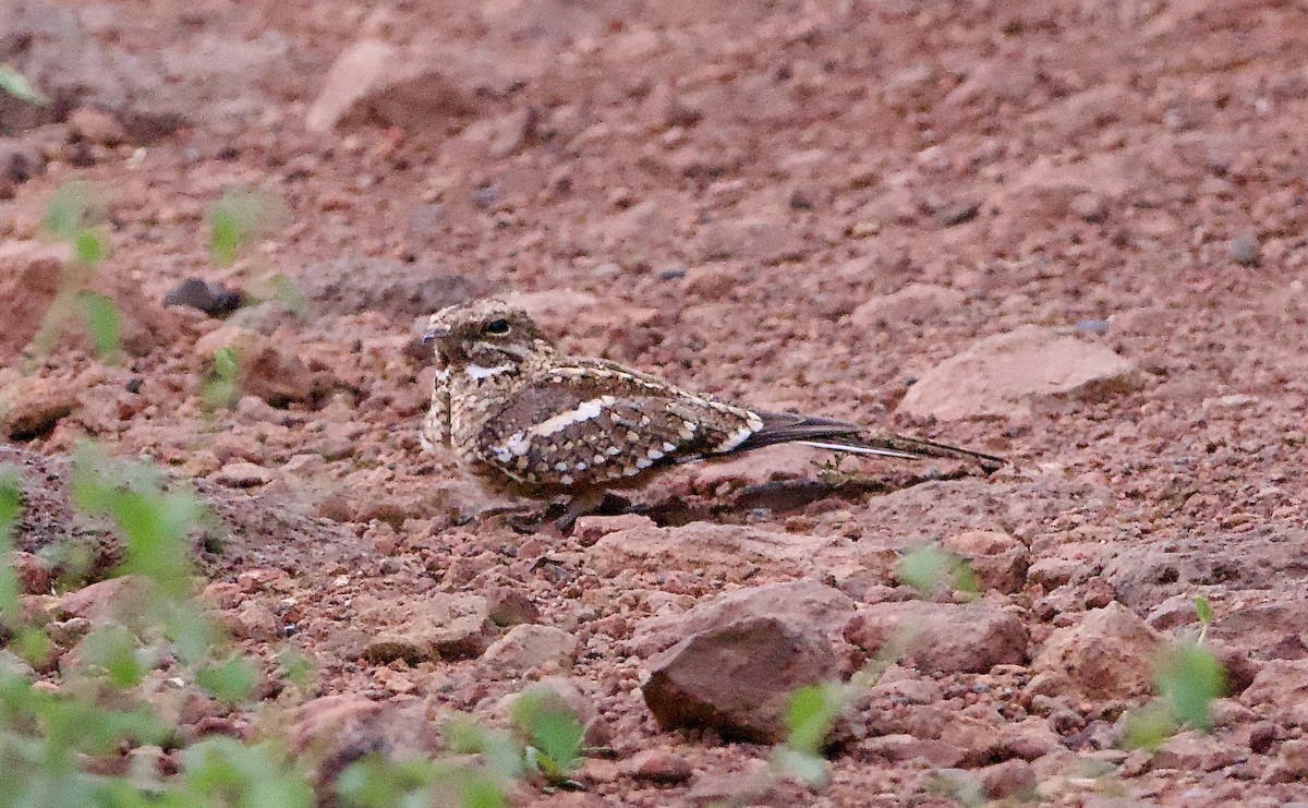 Slender-tailed Nightjar - ML642800179