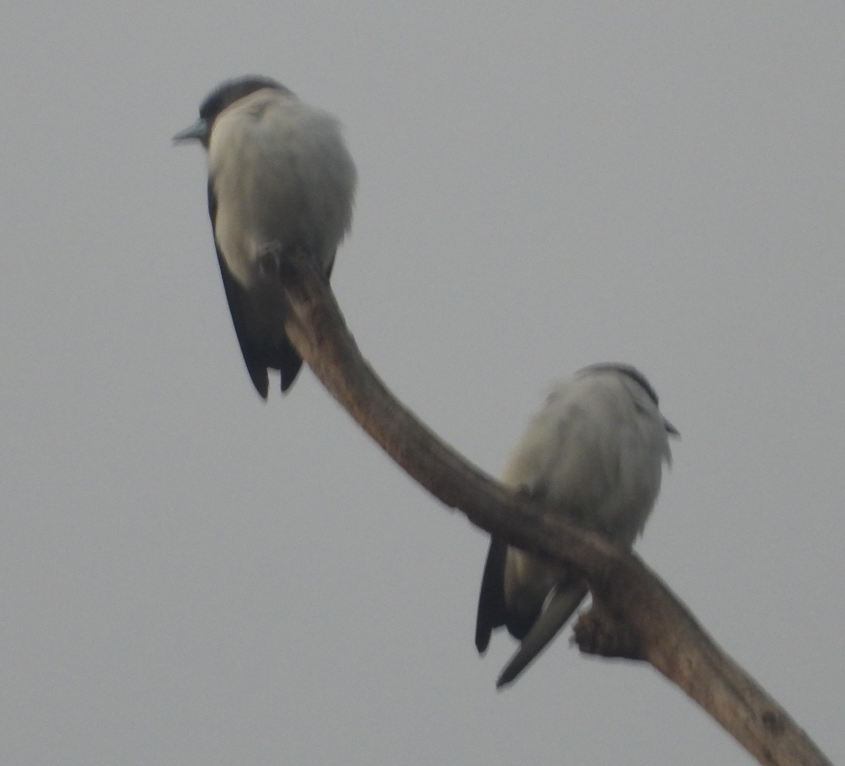White-breasted Woodswallow - ML642800180