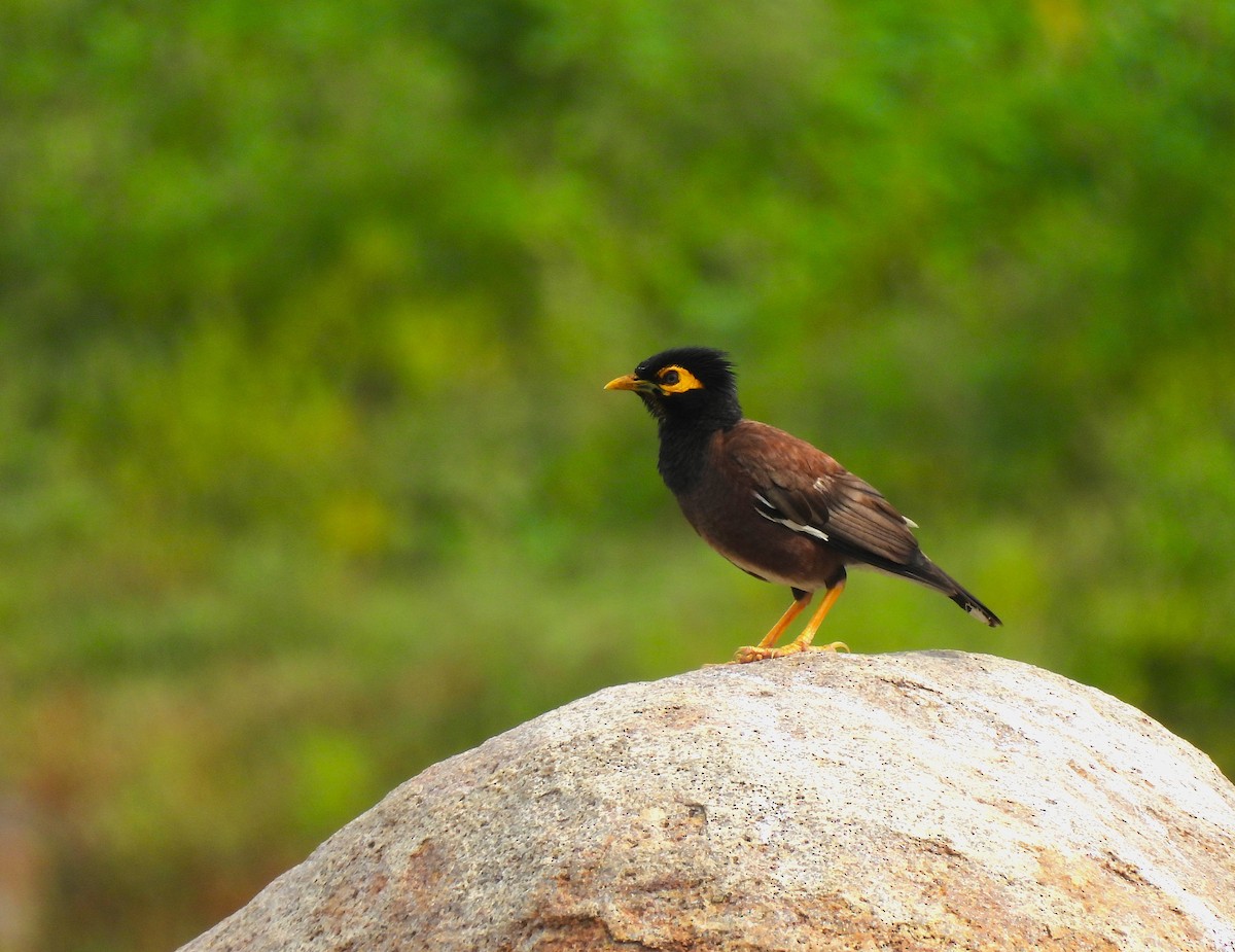 Common Myna - ML642800181