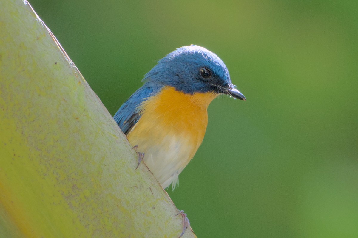 Tickell's Blue Flycatcher - ML642800192