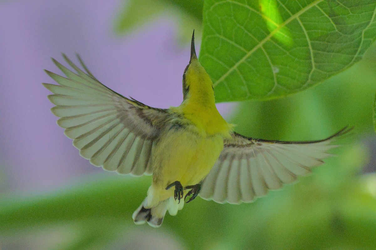 Purple-rumped Sunbird - ML642800194
