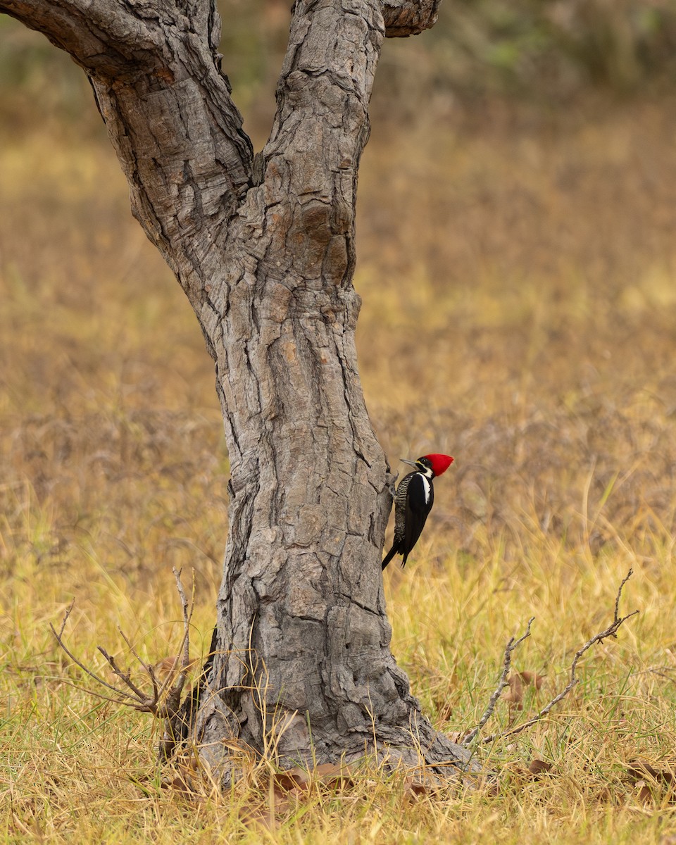 Lineated Woodpecker - ML642800217