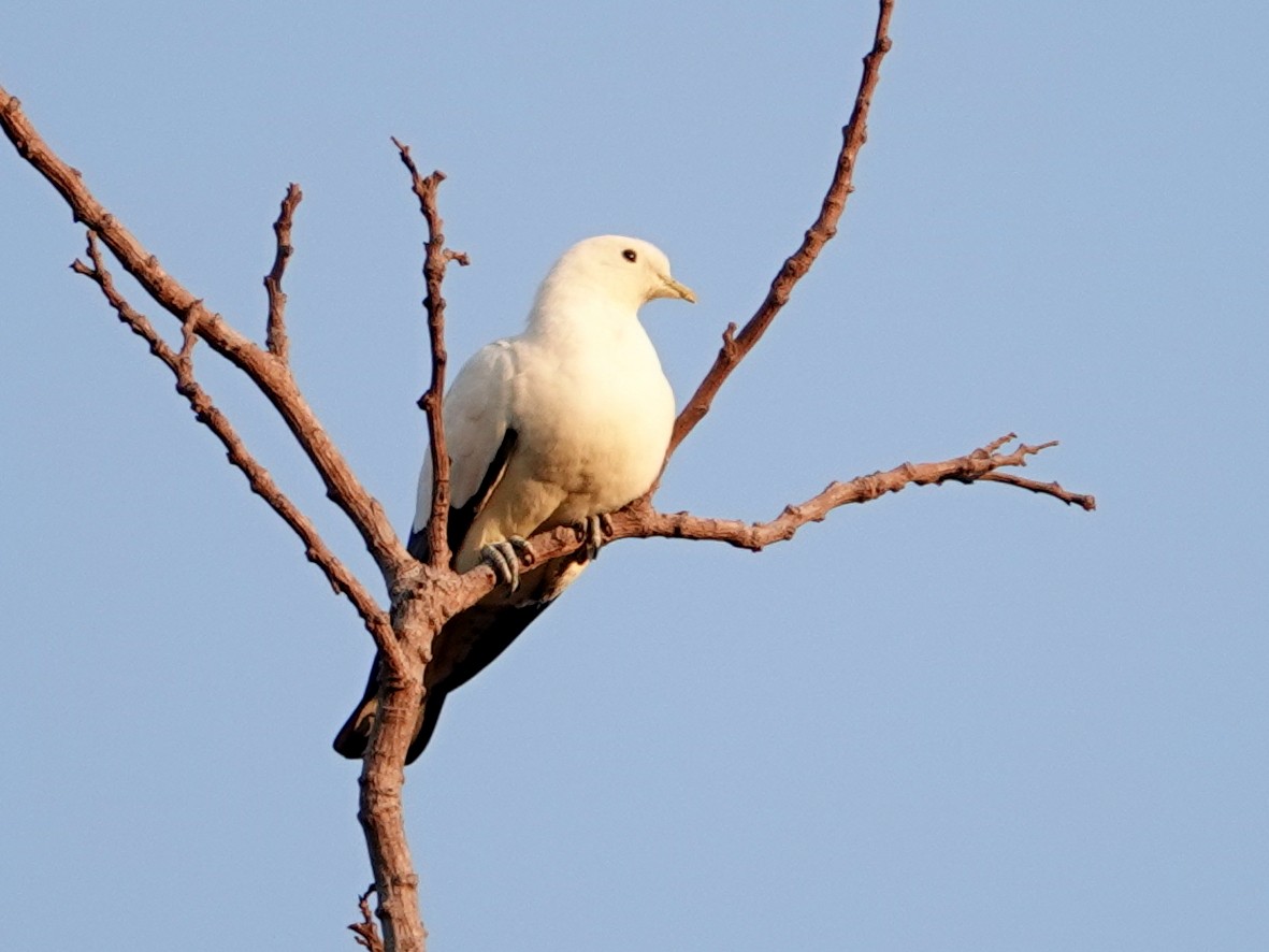 Torresian Imperial-Pigeon - ML642800221