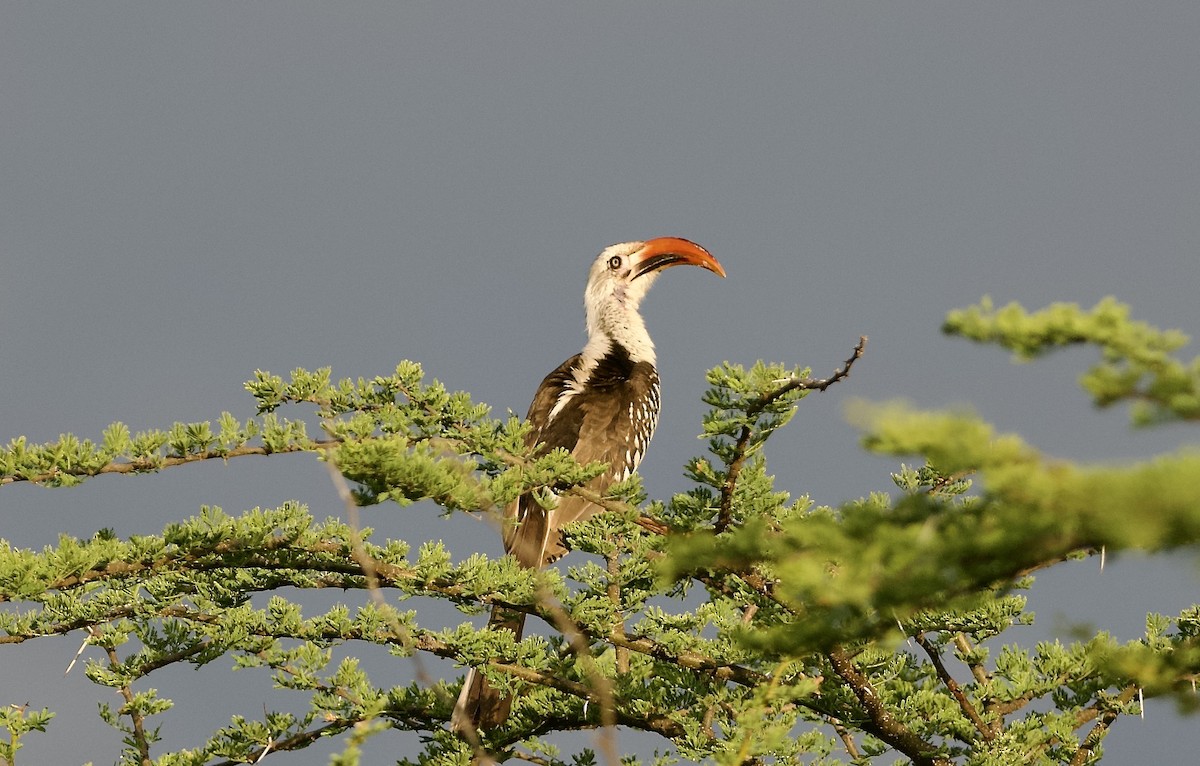 Northern Red-billed Hornbill - ML642800222