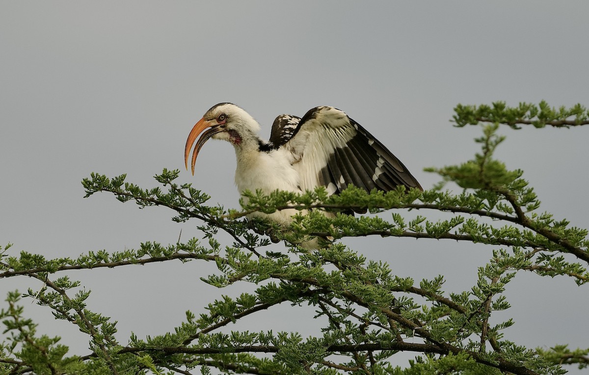 Northern Red-billed Hornbill - ML642800223