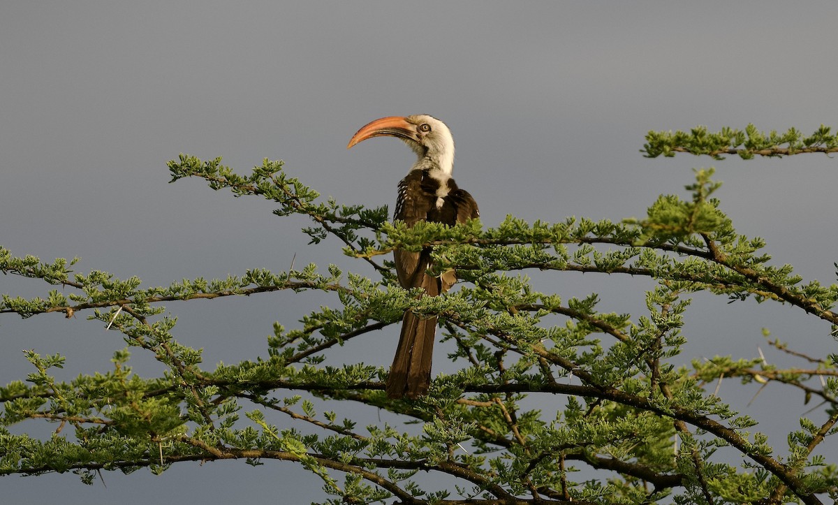 Northern Red-billed Hornbill - ML642800224
