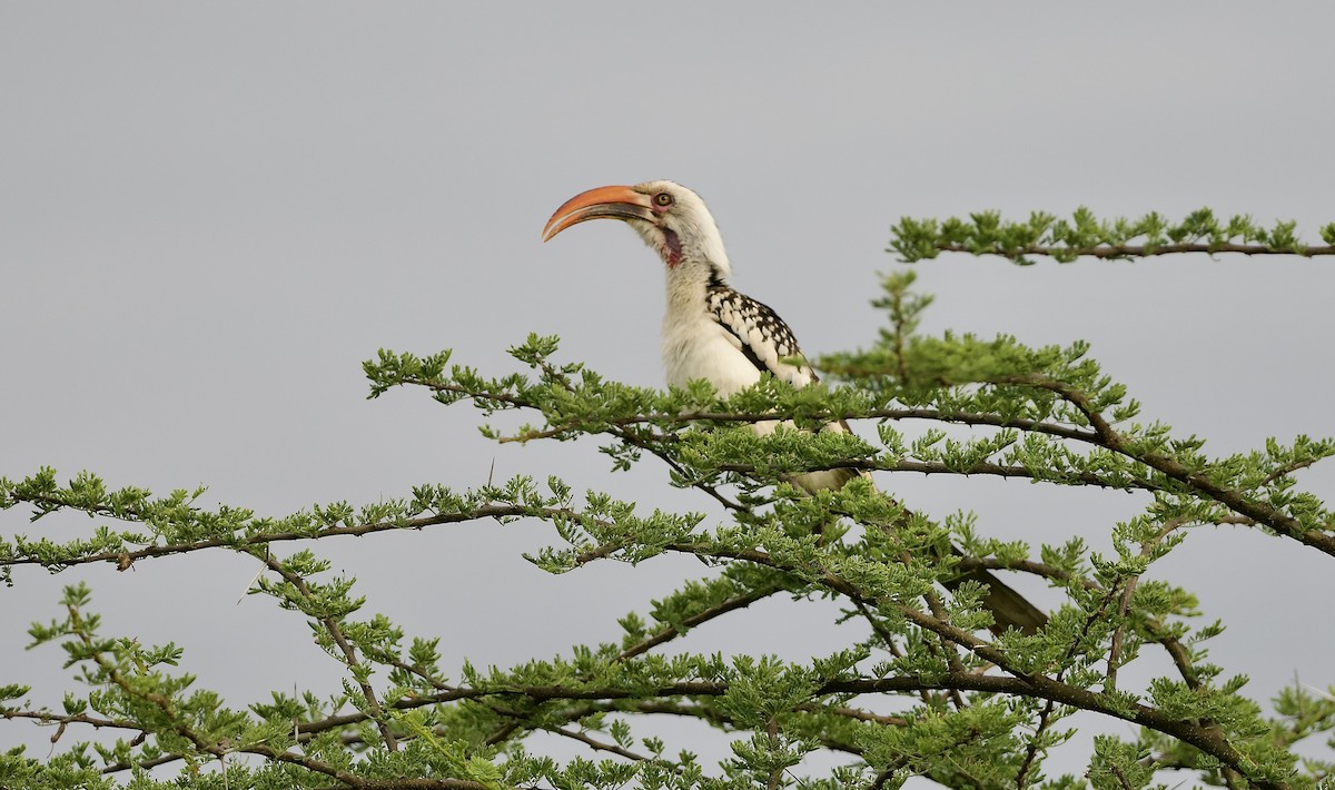 Northern Red-billed Hornbill - ML642800225