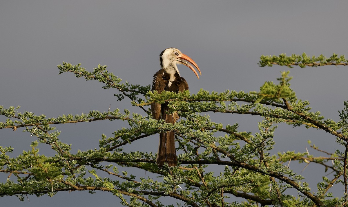 Northern Red-billed Hornbill - ML642800226