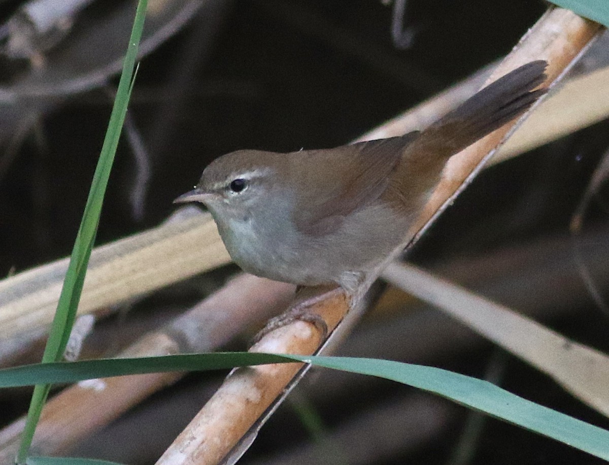Cetti's Warbler - ML642800233