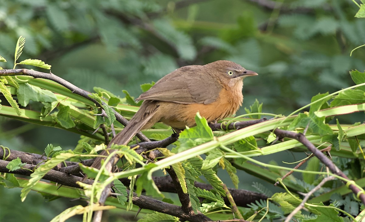 Rufous Chatterer - ML642800242