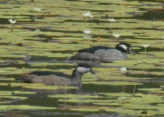 Green Pygmy-Goose - ML642800250