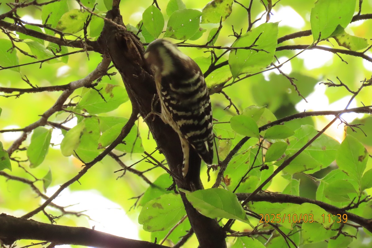 Japanese Pygmy Woodpecker - ML642800254