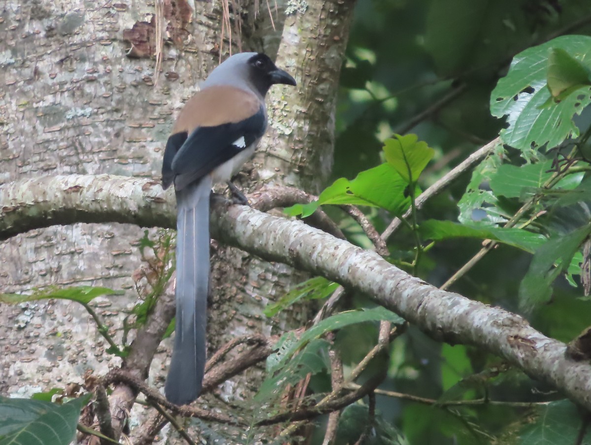 Gray Treepie - ML642800264