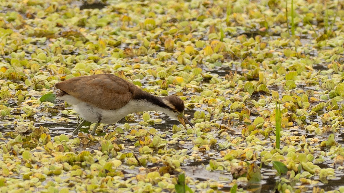 Wattled Jacana - ML642800268