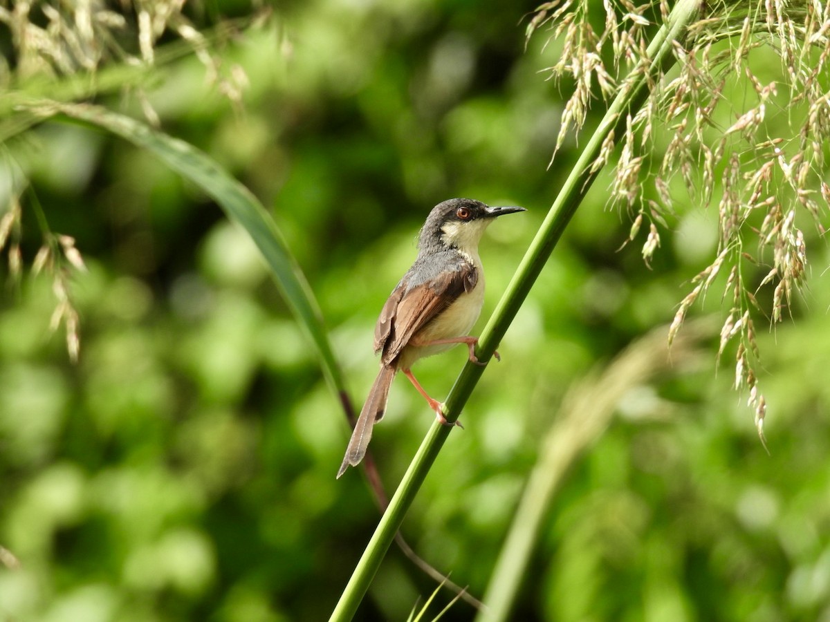 Ashy Prinia - ML642800284