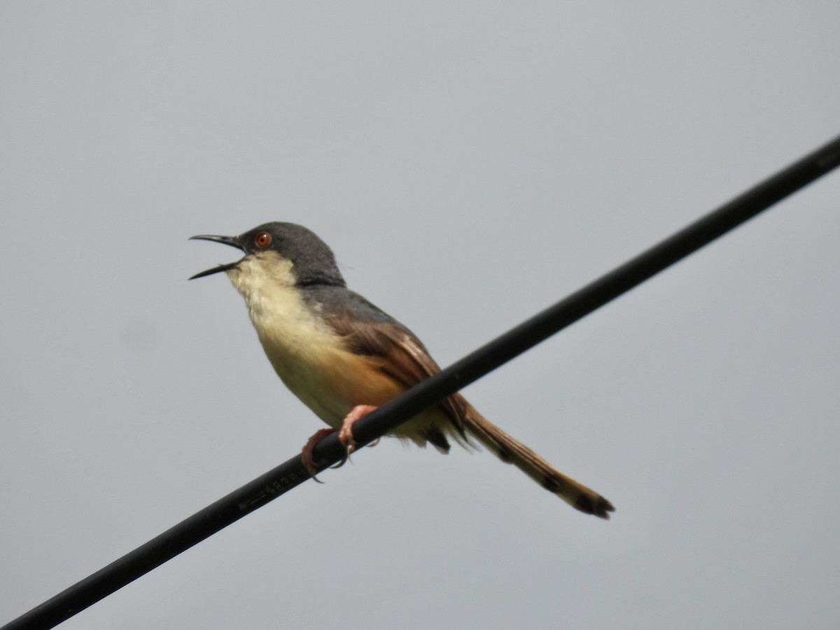 Ashy Prinia - ML642800285