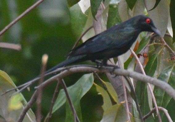 Metallic Starling - ML642800286