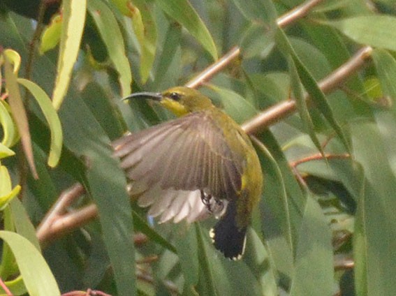 Sahul Sunbird - ML642800293