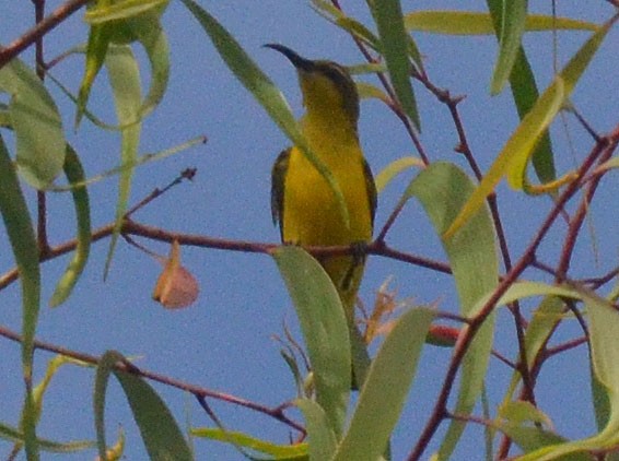 Sahul Sunbird - ML642800296