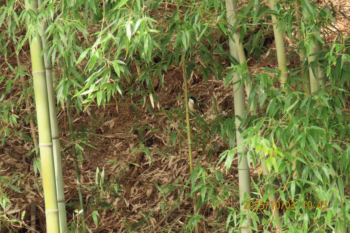 Marsh Tit - ML642800304