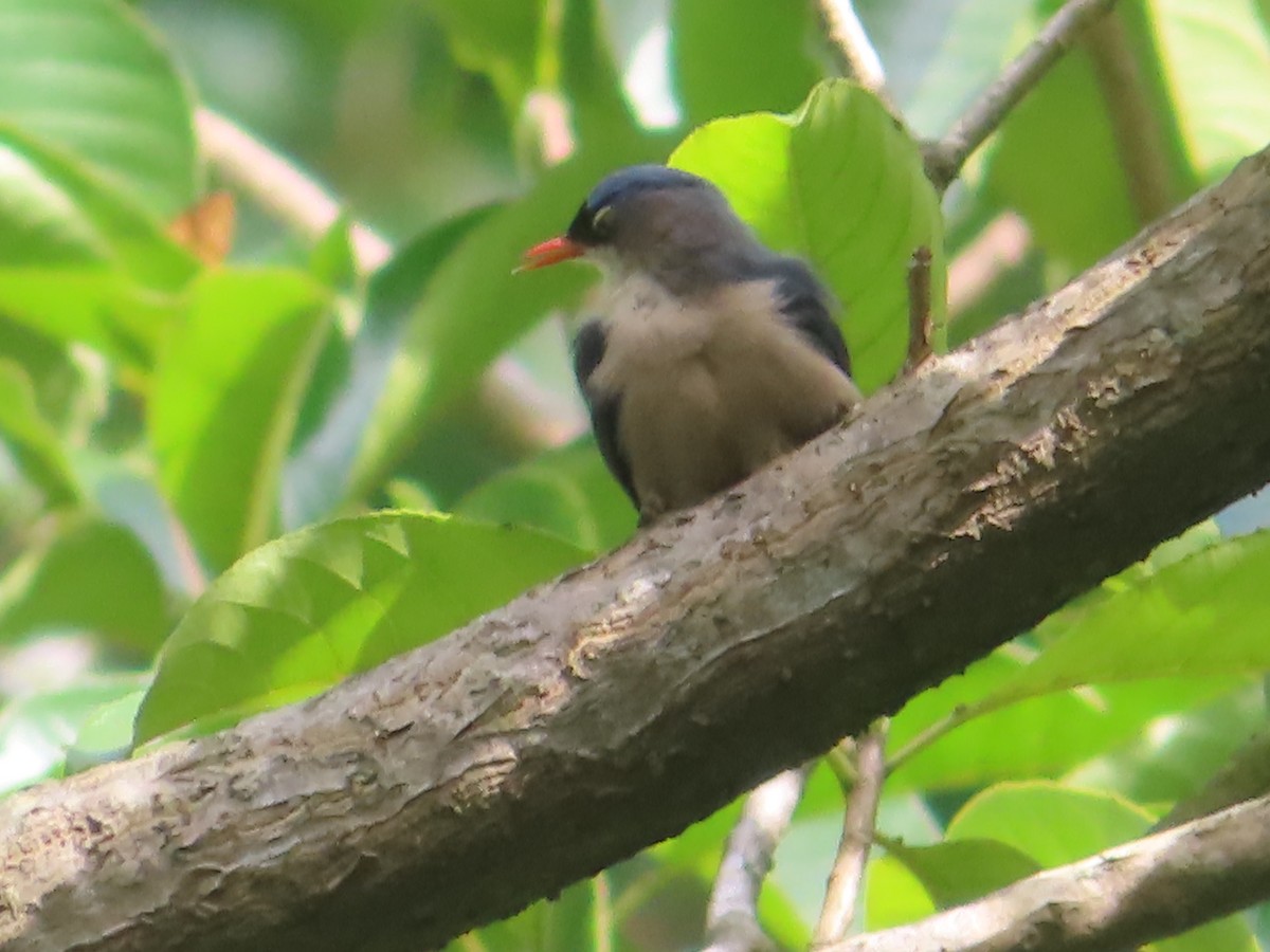 Velvet-fronted Nuthatch - ML642800305