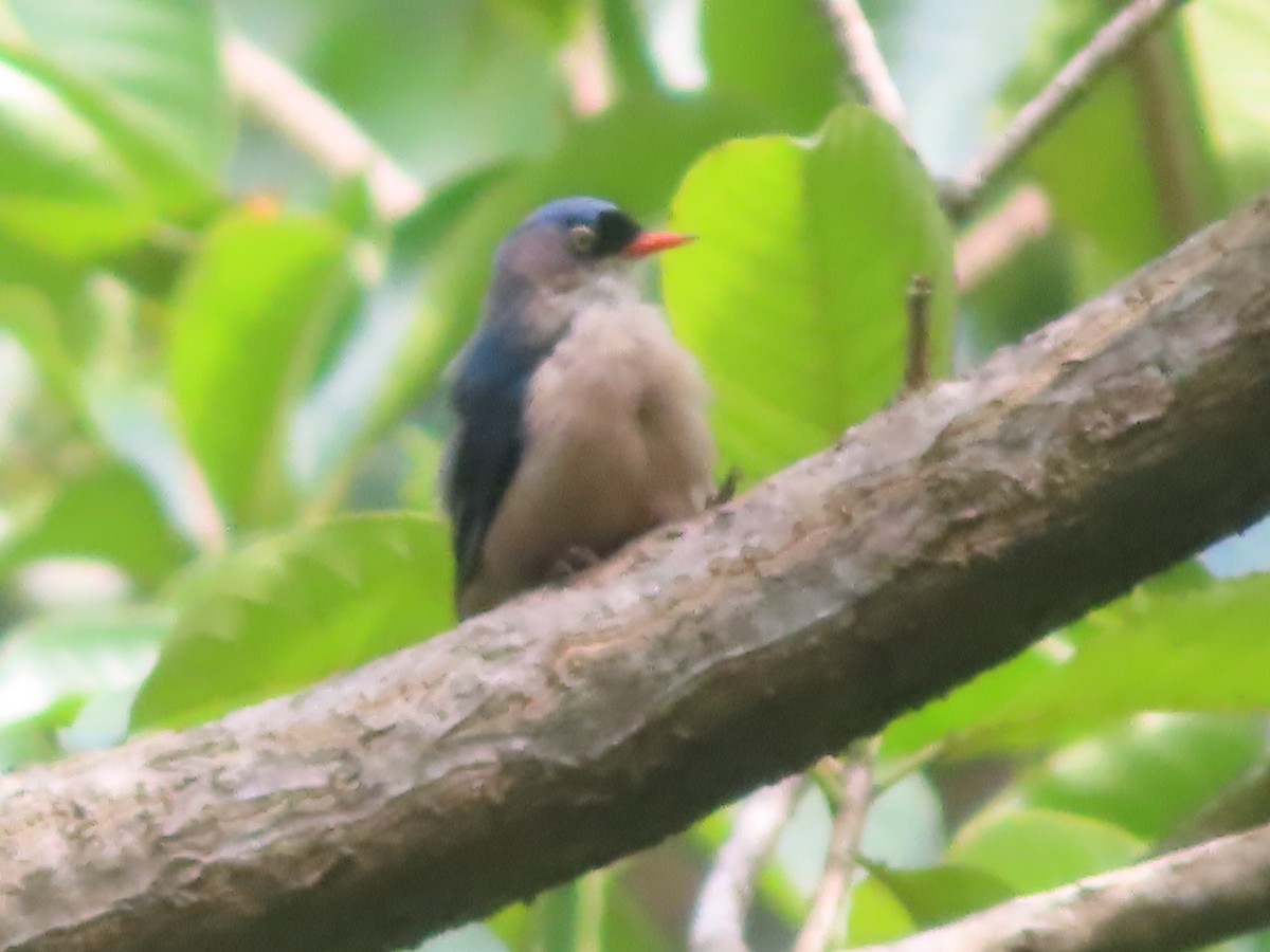 Velvet-fronted Nuthatch - ML642800306