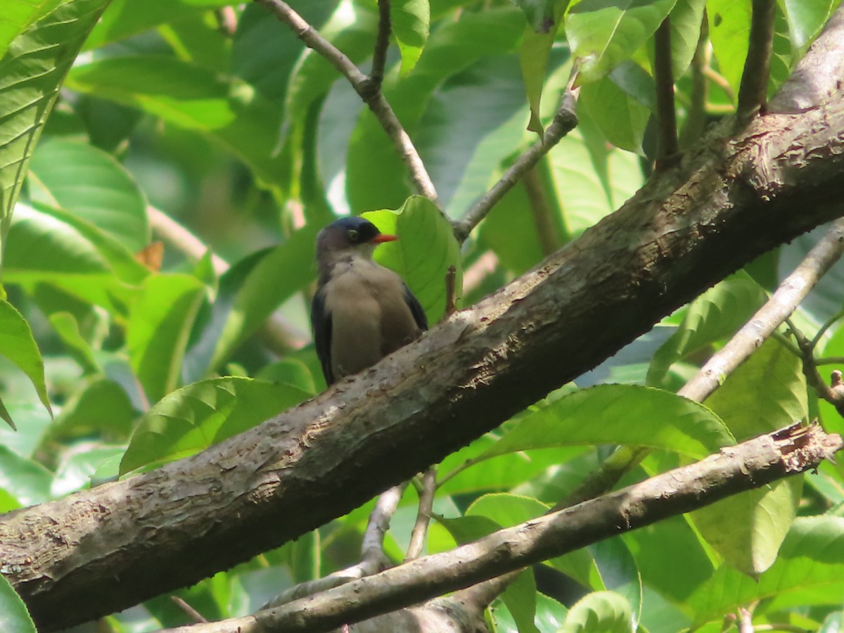 Velvet-fronted Nuthatch - ML642800307