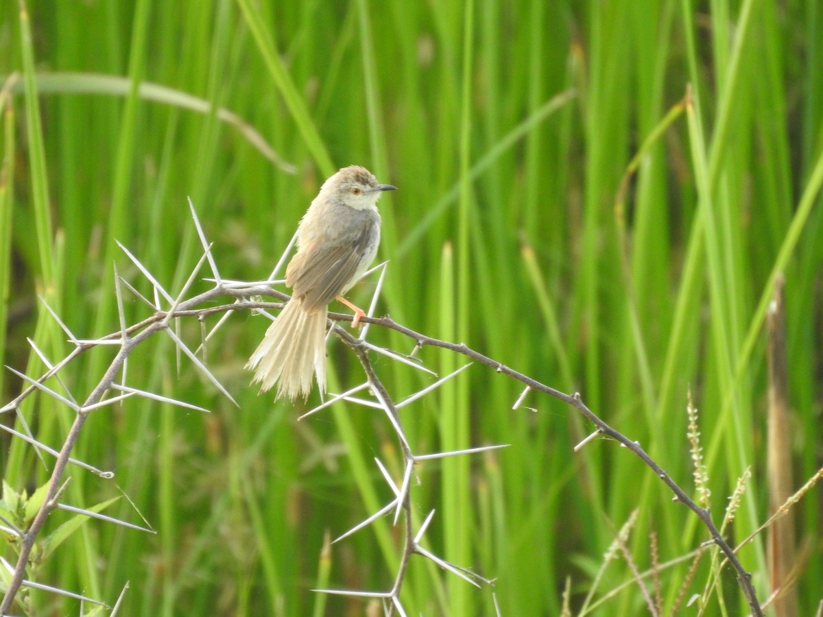 Prinia Sencilla - ML642800312