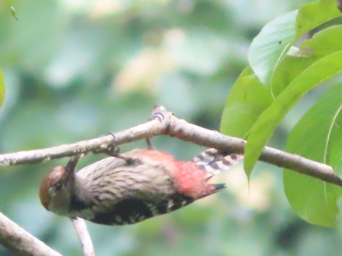 Brown-fronted Woodpecker - ML642800316