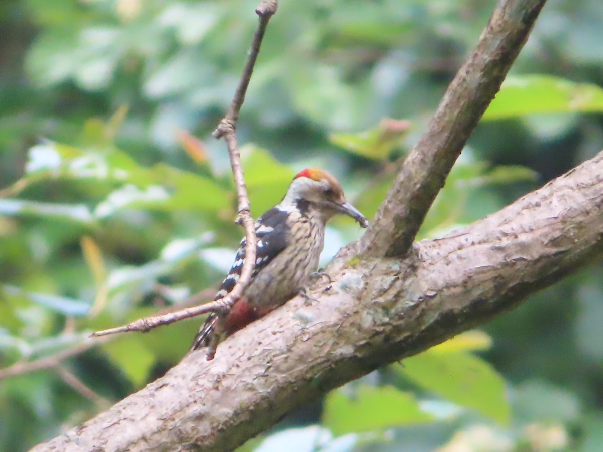 Brown-fronted Woodpecker - ML642800317