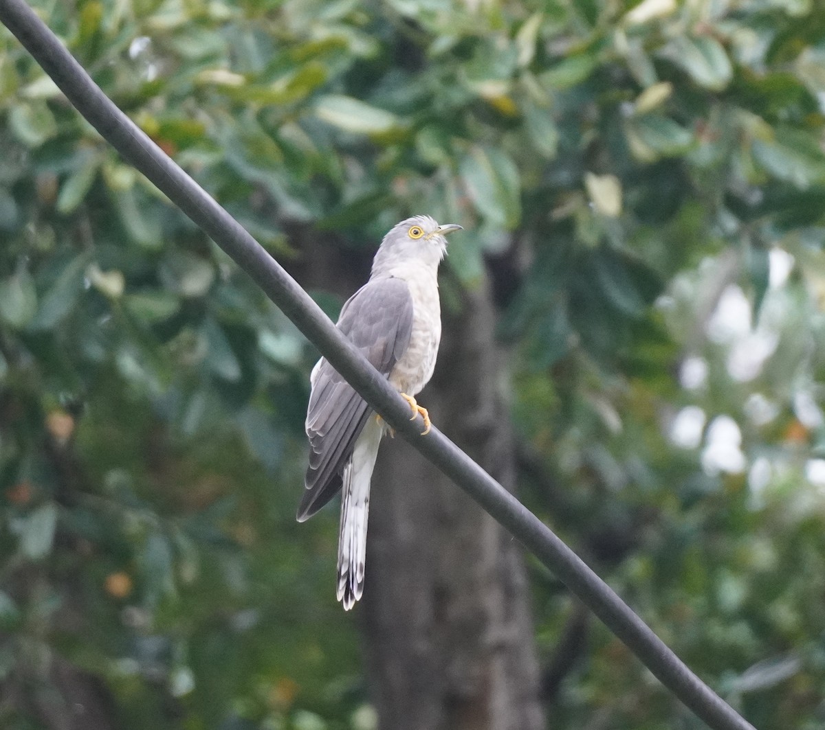 Common Hawk-Cuckoo - ML642800319