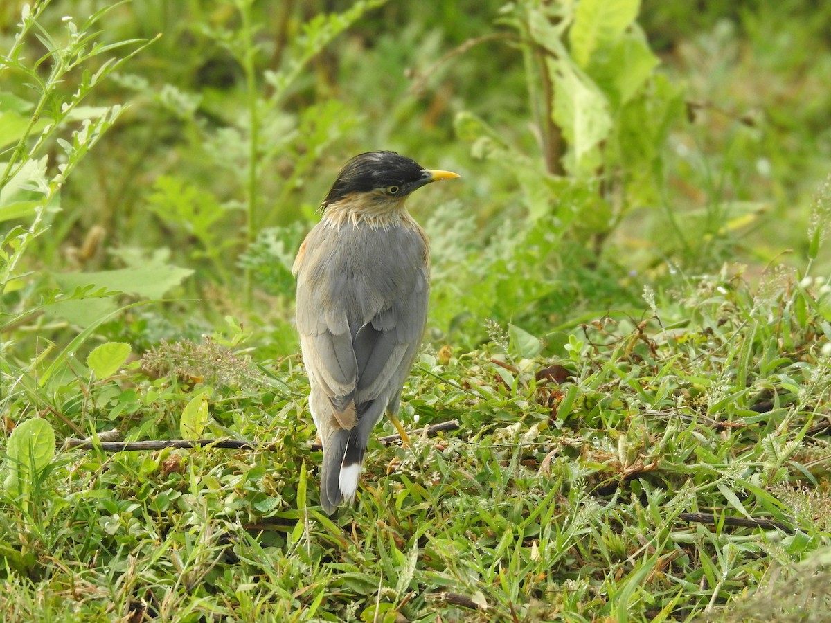 Brahminy Starling - ML642800321