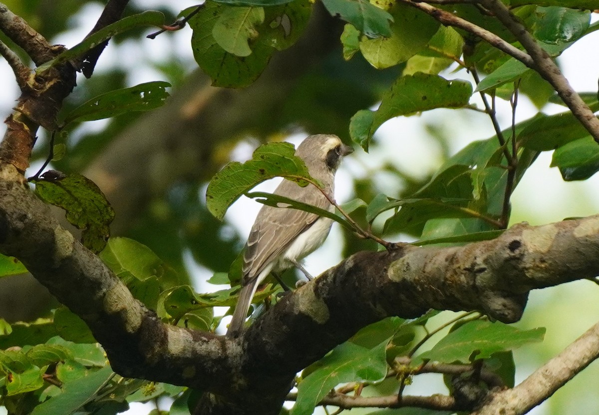 Common Woodshrike - ML642800326