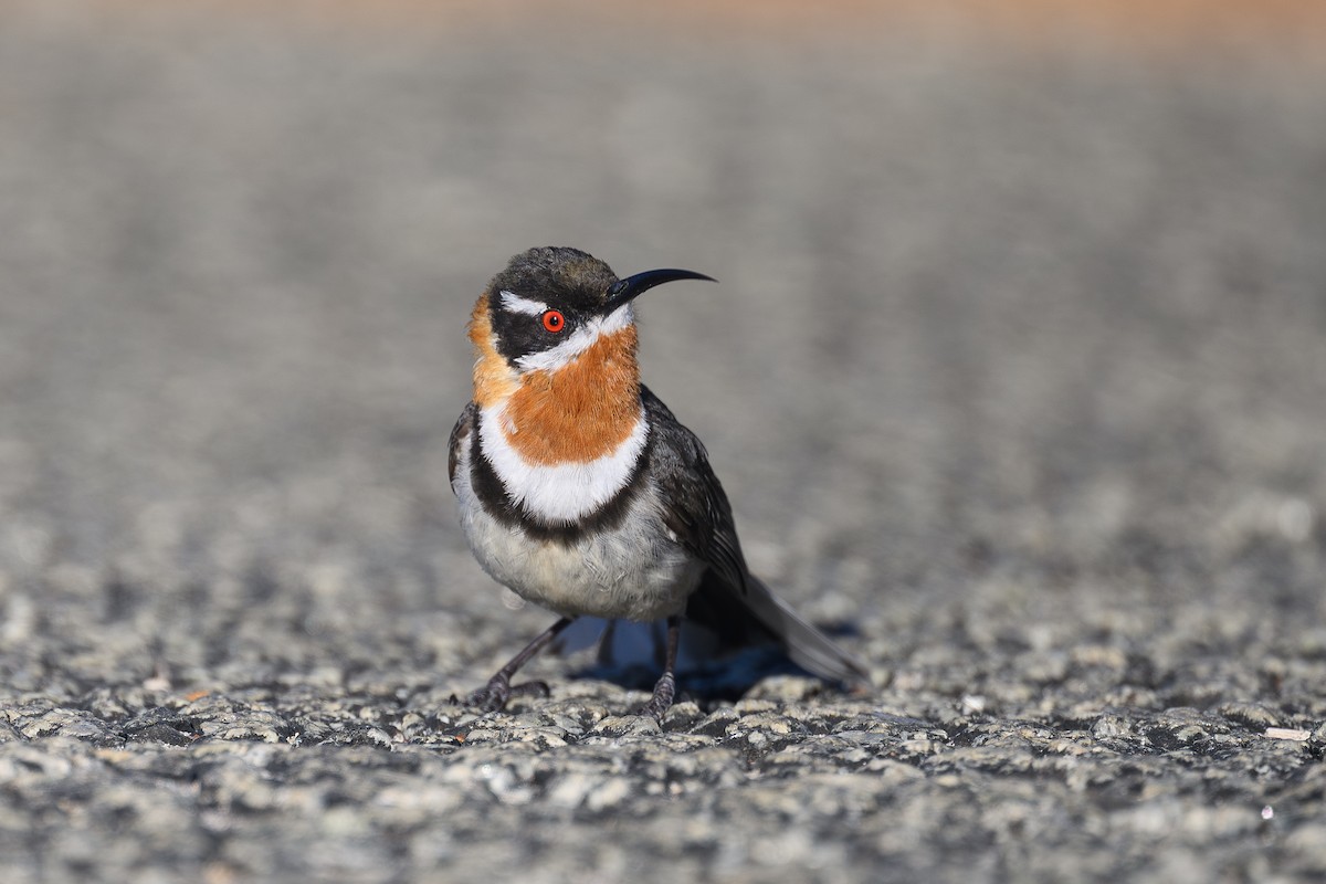 Western Spinebill - ML642800341