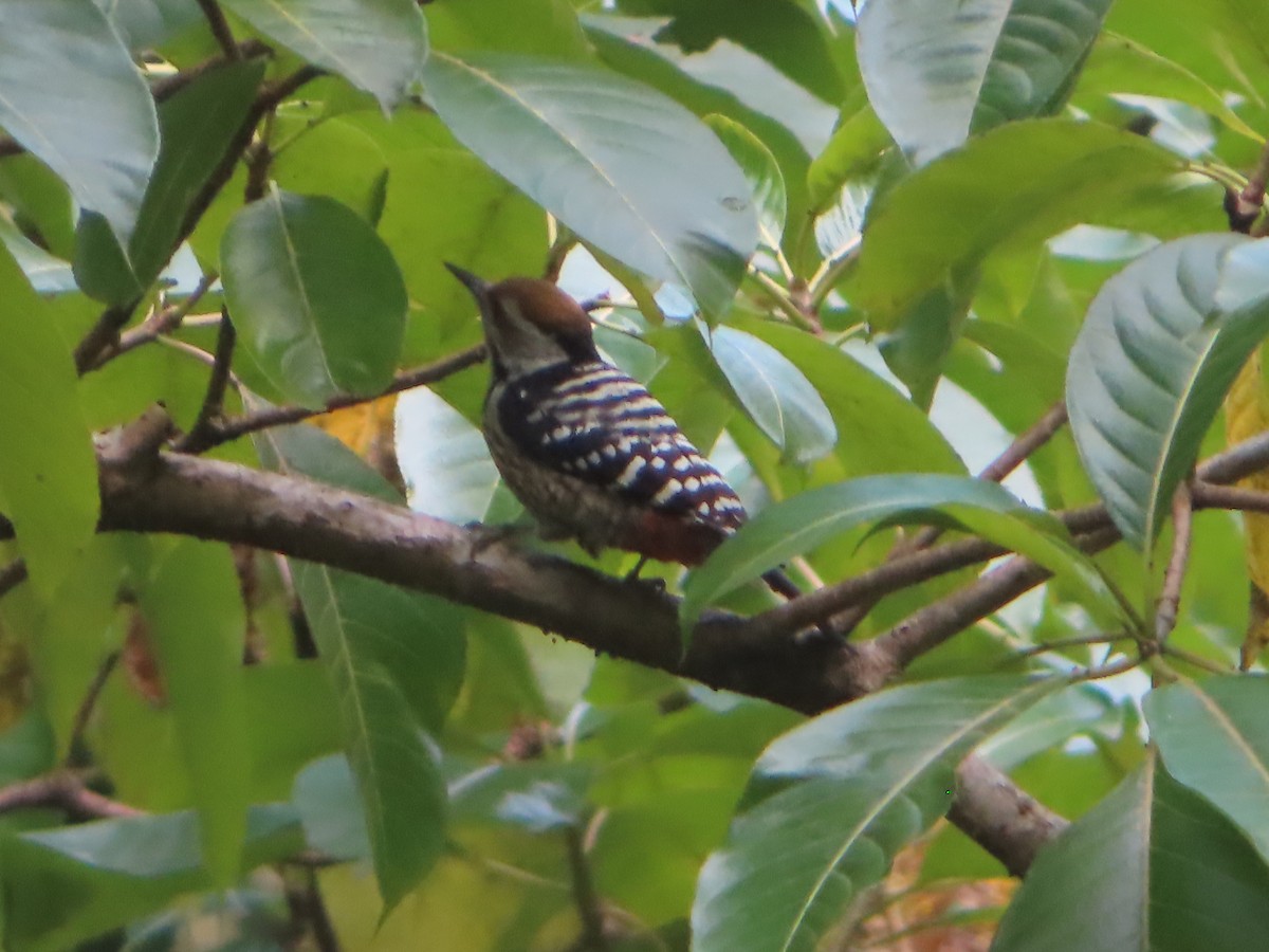 Brown-fronted Woodpecker - ML642800345