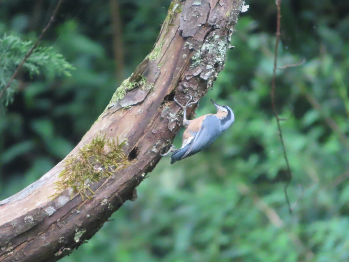 White-tailed Nuthatch - ML642800347