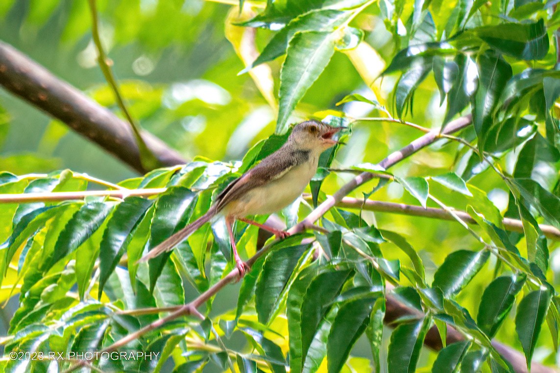 Plain Prinia - ML642800361