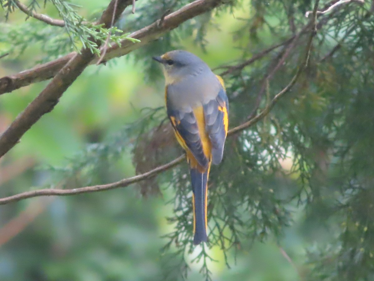 Long-tailed Minivet - ML642800362