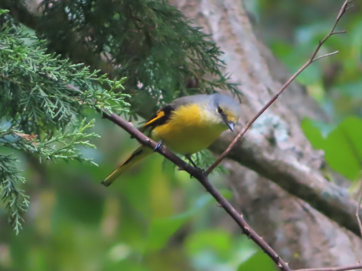 Long-tailed Minivet - ML642800363