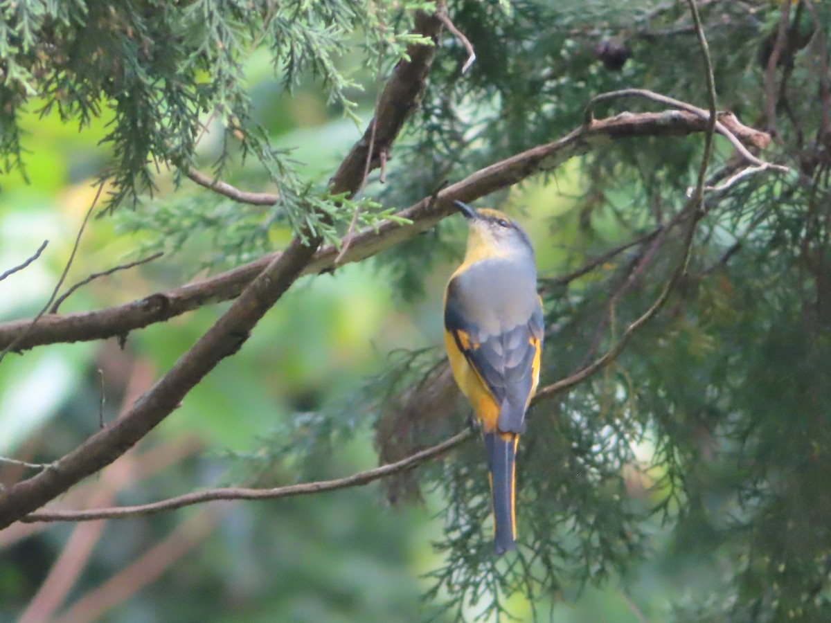 Long-tailed Minivet - ML642800364