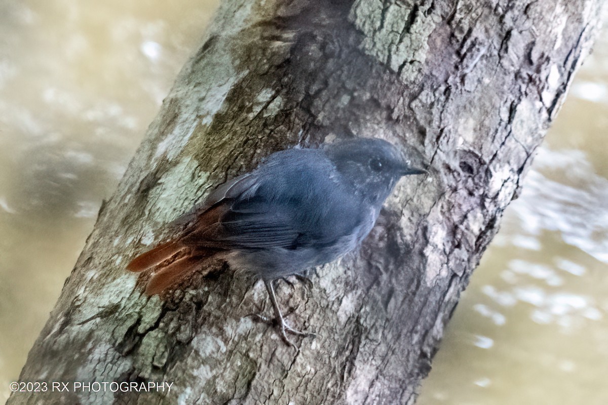 Plumbeous Redstart - ML642800365