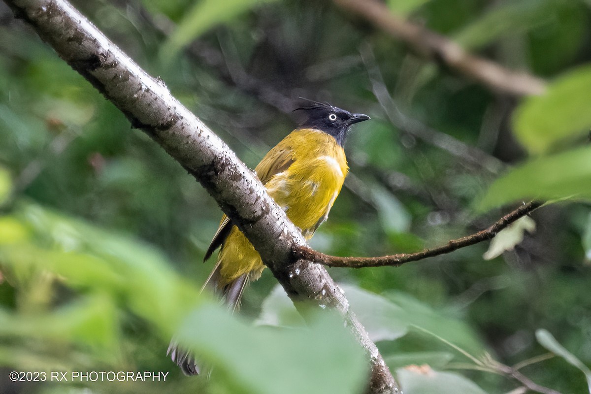 Black-crested Bulbul - ML642800369