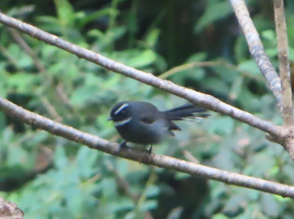 White-throated Fantail - ML642800370