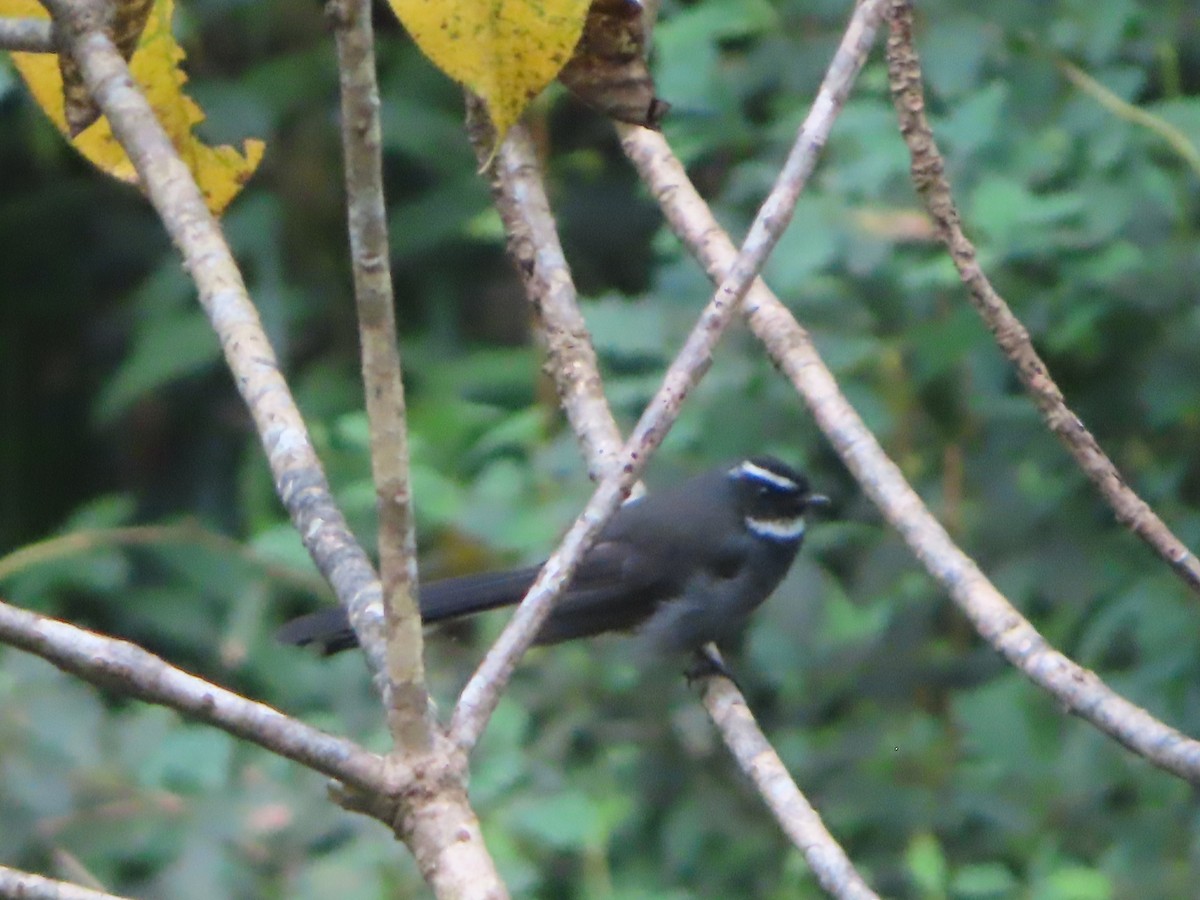 White-throated Fantail - ML642800371